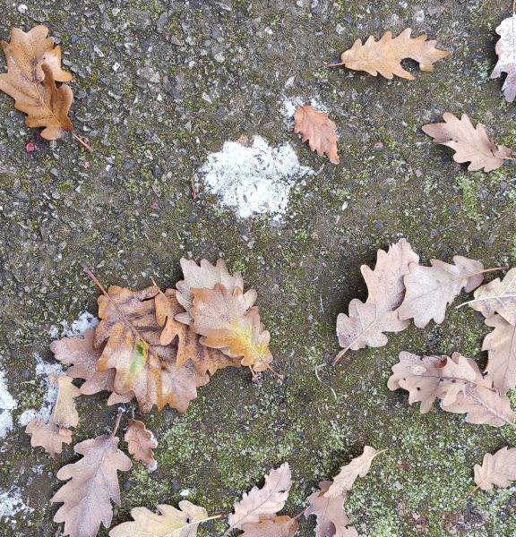 11.IMG_20201130_49_12-576x1024