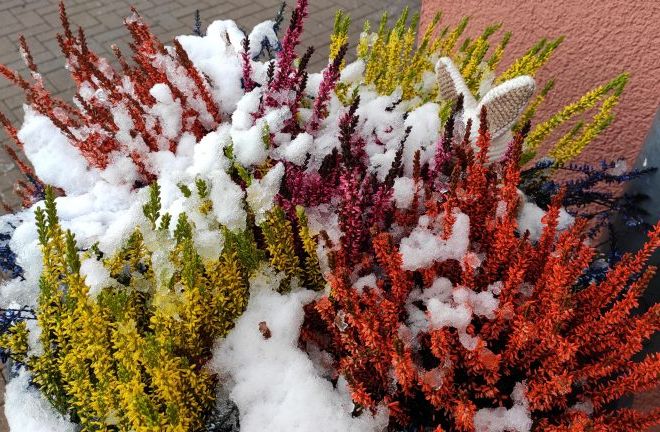 3.IMG_20201205_49_7-768x432