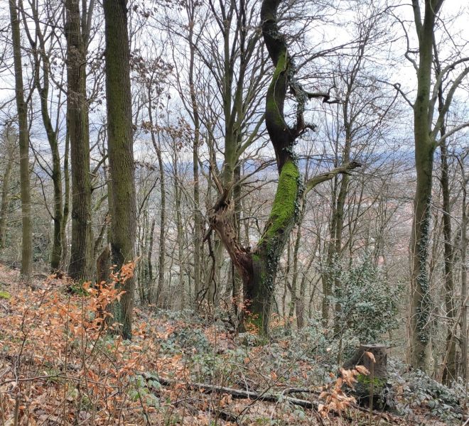 __IMG_20210207_151135